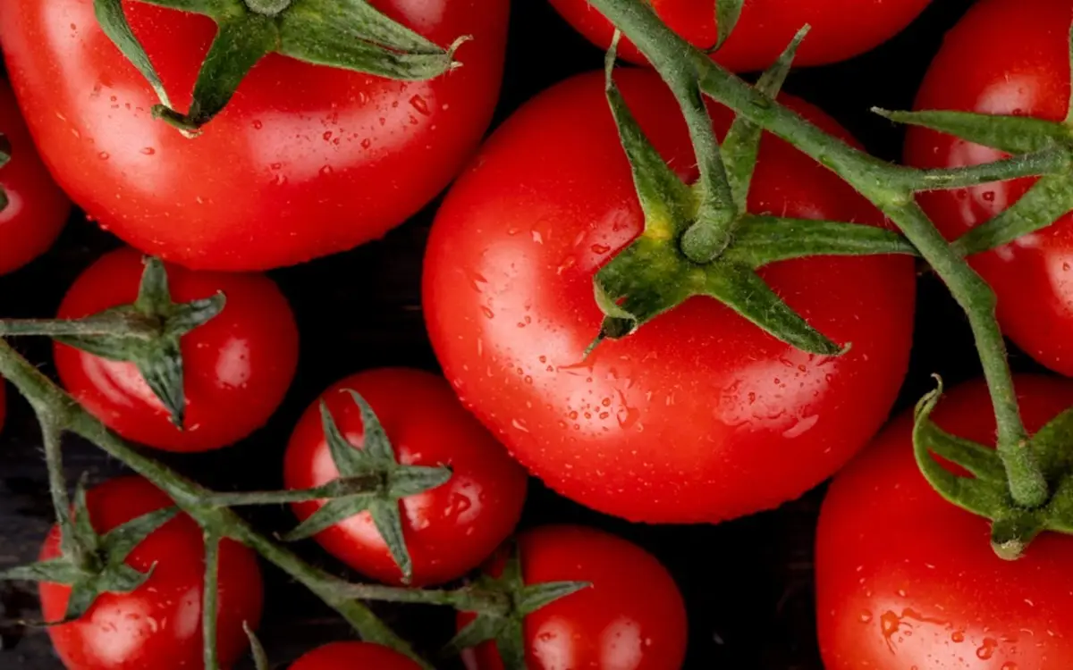 Il metodo raccomandato dagli agronomi per difendere i pomodori dal marciume apicale a giugno Il metodo raccomandato dagli agronomi per difendere i pomodori dal marciume apicale a giugno