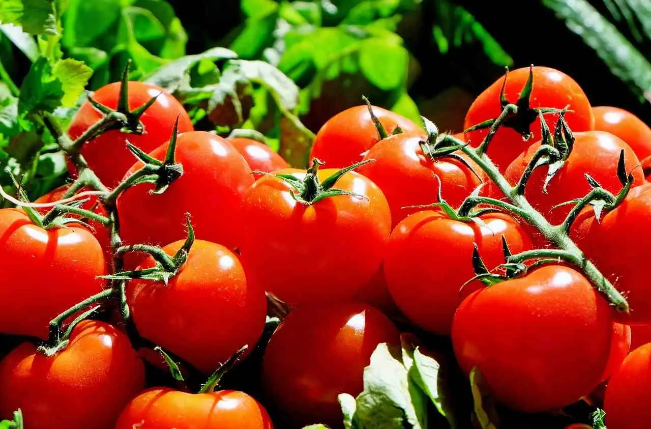 Il metodo raccomandato dagli agronomi per difendere i pomodori dal marciume apicale a giugno Il metodo raccomandato dagli agronomi per difendere i pomodori dal marciume apicale a giugno