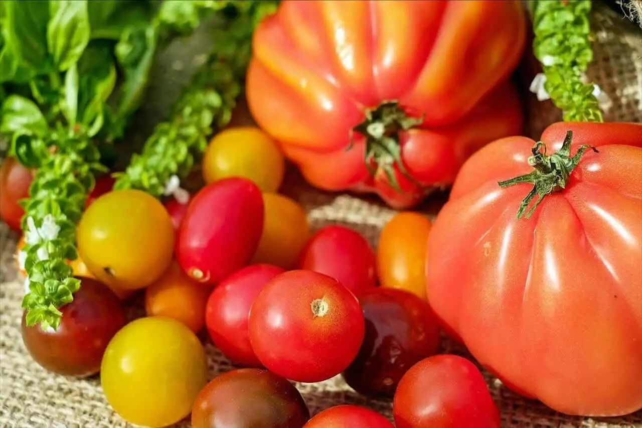 Il metodo raccomandato dagli agronomi per difendere i pomodori dal marciume apicale a giugno Il metodo raccomandato dagli agronomi per difendere i pomodori dal marciume apicale a giugno