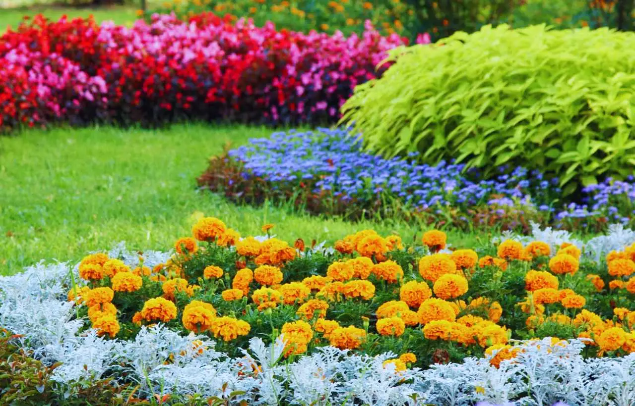 L’arbusto poco noto che trasforma il giardino in un’oasi profumata anche in inverno: la selezione dei vivaisti L’arbusto poco noto che trasforma il giardino in un’oasi profumata anche in inverno: la selezione dei vivaisti