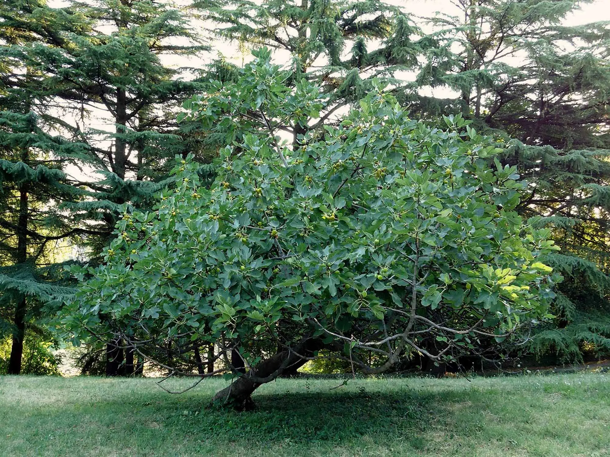 L’arbusto poco noto che trasforma il giardino in un’oasi profumata anche in inverno: la selezione dei vivaisti L’arbusto poco noto che trasforma il giardino in un’oasi profumata anche in inverno: la selezione dei vivaisti