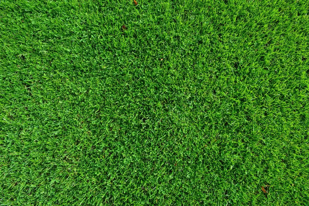 Vuoi un prato verde senza irrigazione? Prova la pacciamatura raccomandata dall’Accademia Italiana di Agricoltura Vuoi un prato verde senza irrigazione? Prova la pacciamatura raccomandata dall’Accademia Italiana di Agricoltura