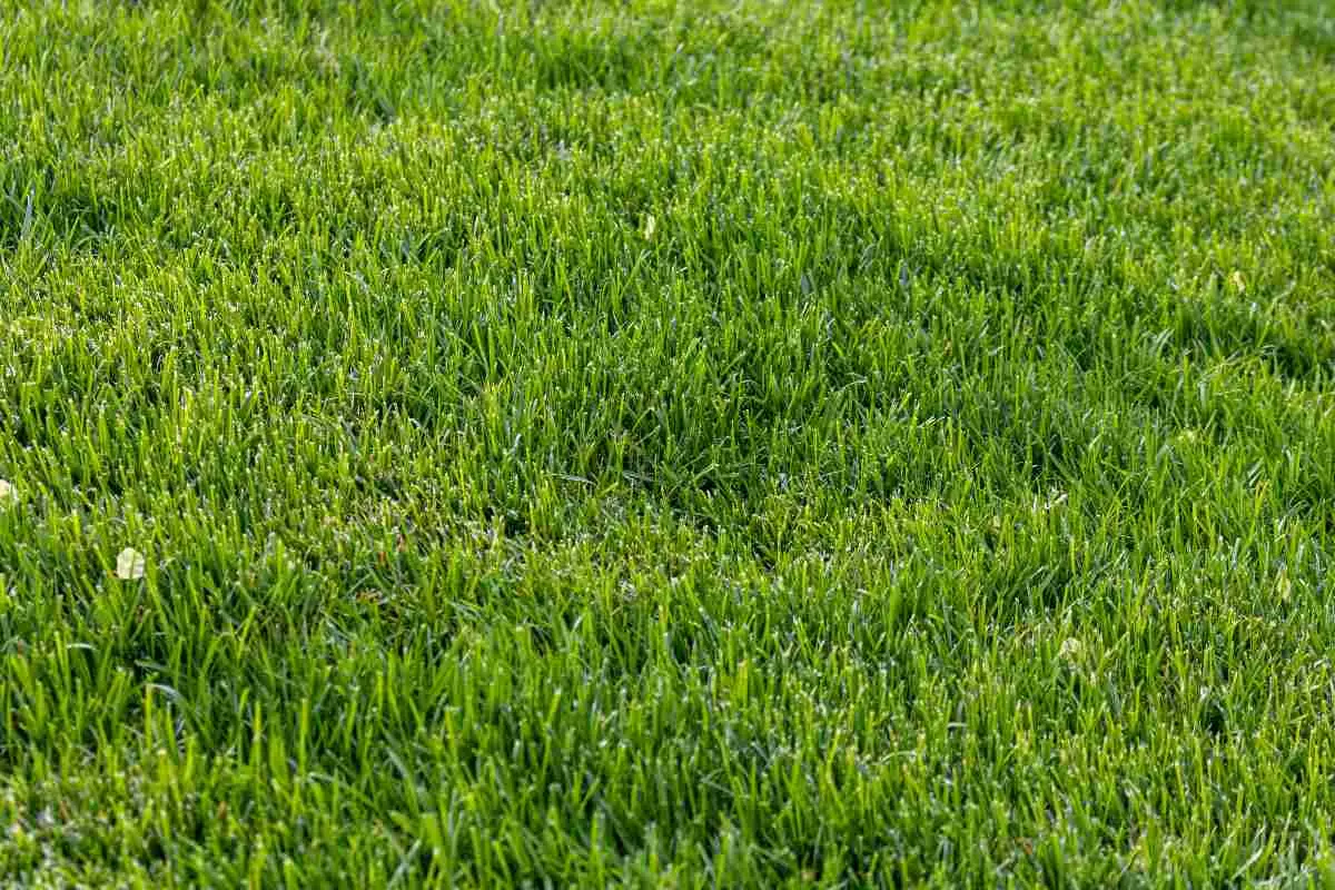 Vuoi un prato verde senza irrigazione? Prova la pacciamatura raccomandata dall’Accademia Italiana di Agricoltura Vuoi un prato verde senza irrigazione? Prova la pacciamatura raccomandata dall’Accademia Italiana di Agricoltura