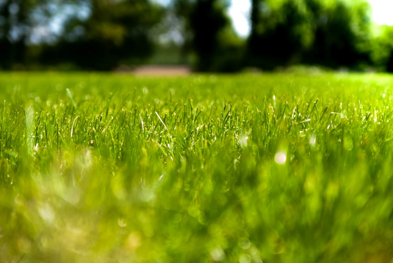 Vuoi un prato verde senza irrigazione? Prova la pacciamatura raccomandata dall’Accademia Italiana di Agricoltura Vuoi un prato verde senza irrigazione? Prova la pacciamatura raccomandata dall’Accademia Italiana di Agricoltura