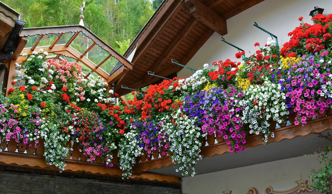 Fiori resistenti al vento di giugno: la selezione dei vivaisti per terrazzi esposti Fiori resistenti al vento di giugno: la selezione dei vivaisti per terrazzi esposti