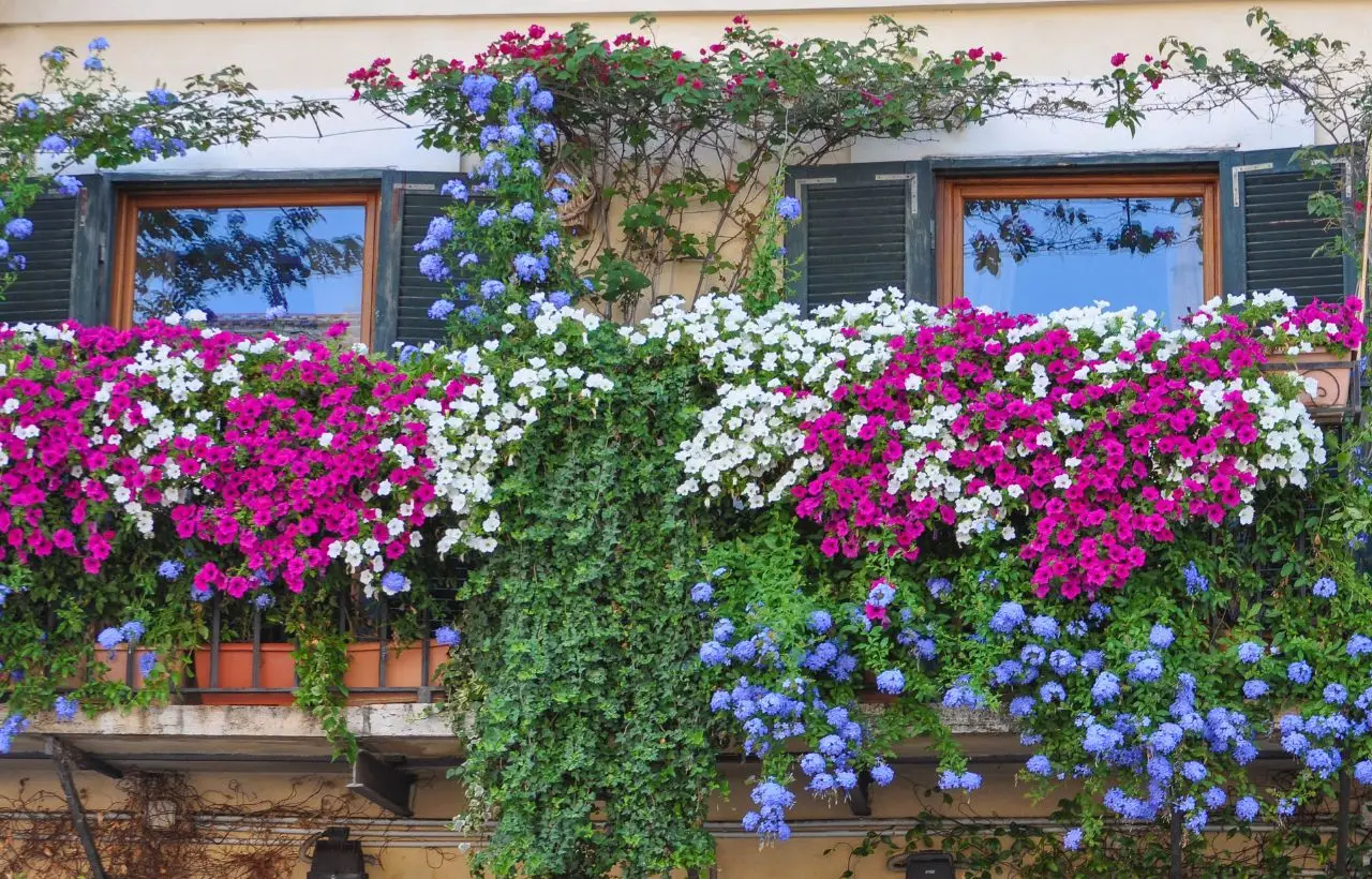 Fiori resistenti al vento di giugno: la selezione dei vivaisti per terrazzi esposti Fiori resistenti al vento di giugno: la selezione dei vivaisti per terrazzi esposti