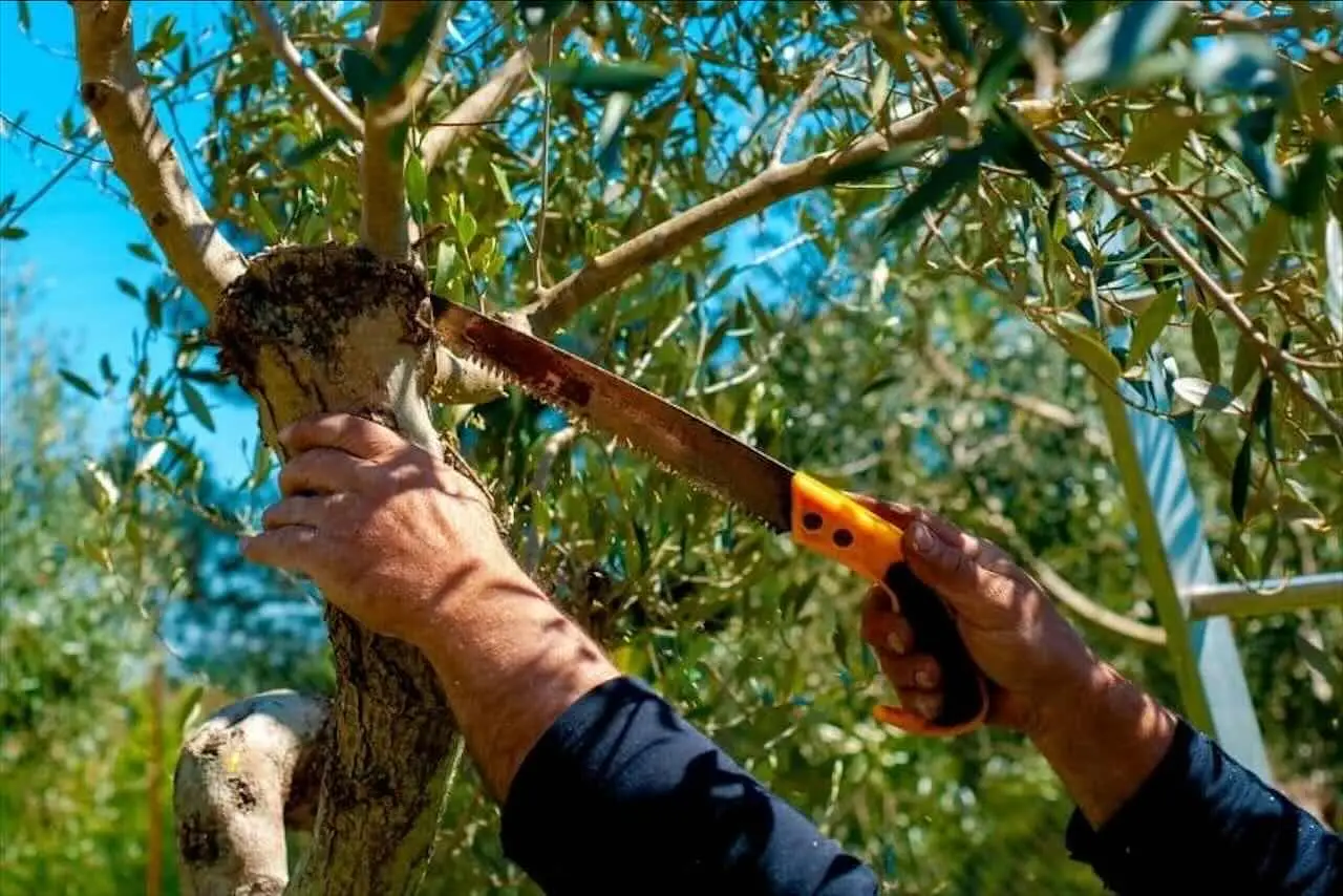 Guida sulla potatura dell'ulivo: ecco il metodo per avere un raccolto abbondante Guida sulla potatura dell'ulivo: ecco il metodo per avere un raccolto abbondante