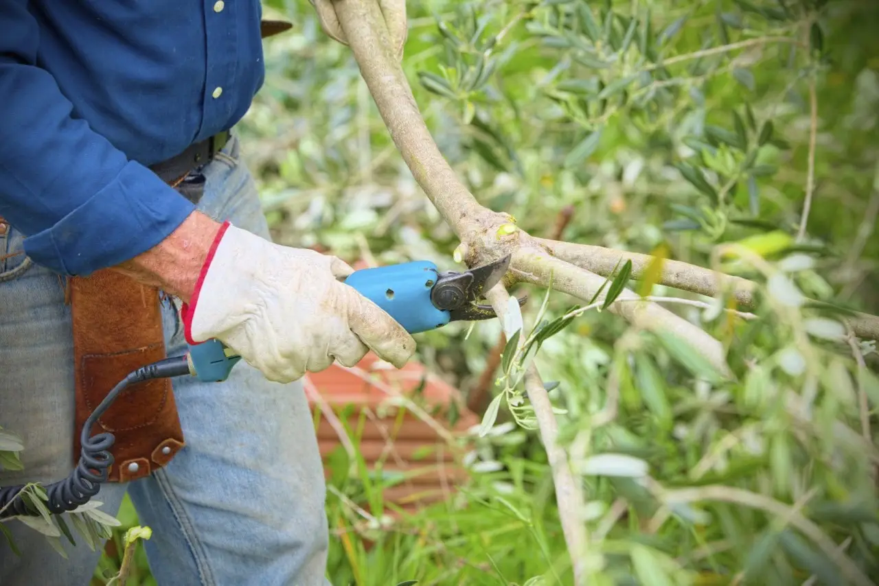 Guida sulla potatura dell'ulivo: ecco il metodo per avere un raccolto abbondante Guida sulla potatura dell'ulivo: ecco il metodo per avere un raccolto abbondante