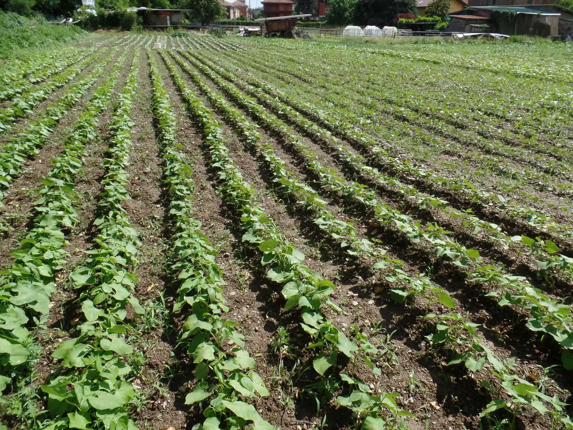 5 soluzioni per un orto senza lumache: i metodi più efficaci secondo l’Accademia Italiana di Agricoltura 5 soluzioni per un orto senza lumache: i metodi più efficaci secondo l’Accademia Italiana di Agricoltura