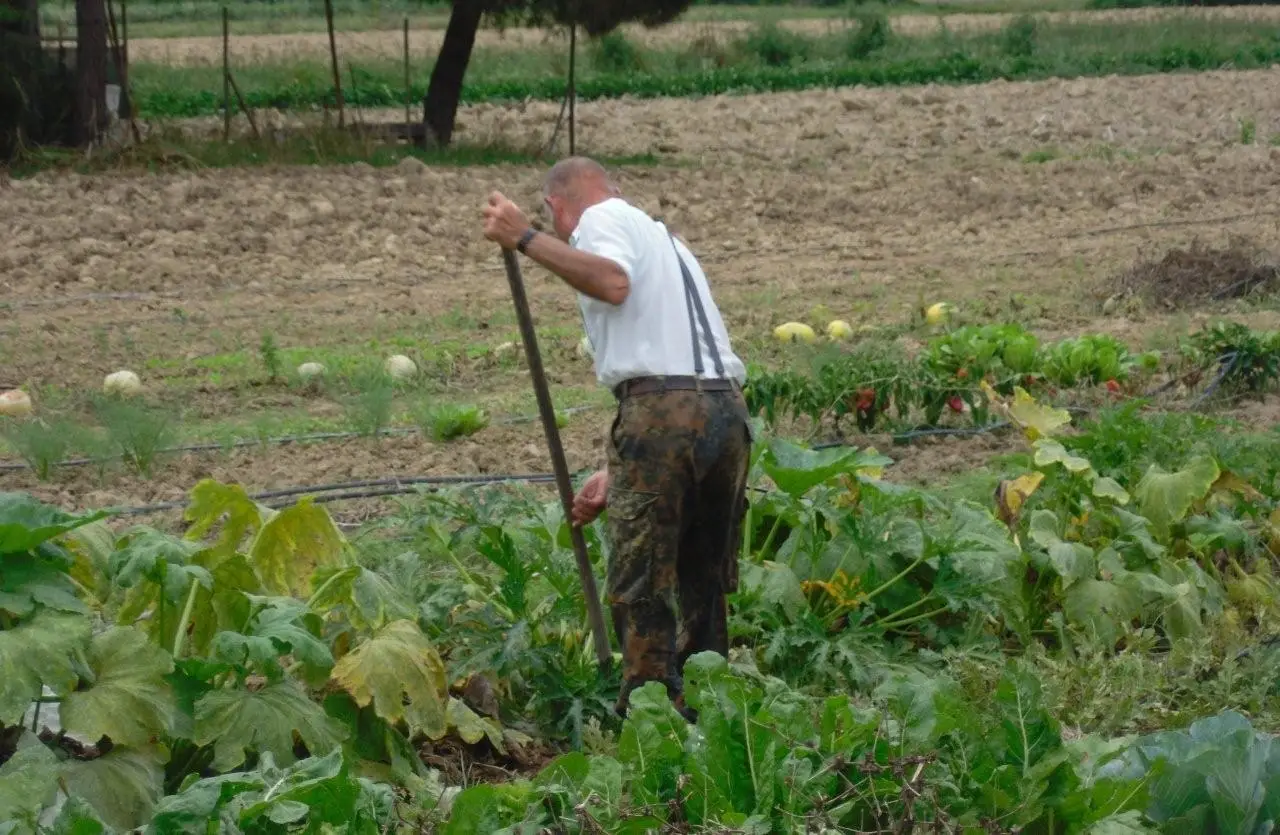 5 soluzioni per un orto senza lumache: i metodi più efficaci secondo l’Accademia Italiana di Agricoltura 5 soluzioni per un orto senza lumache: i metodi più efficaci secondo l’Accademia Italiana di Agricoltura