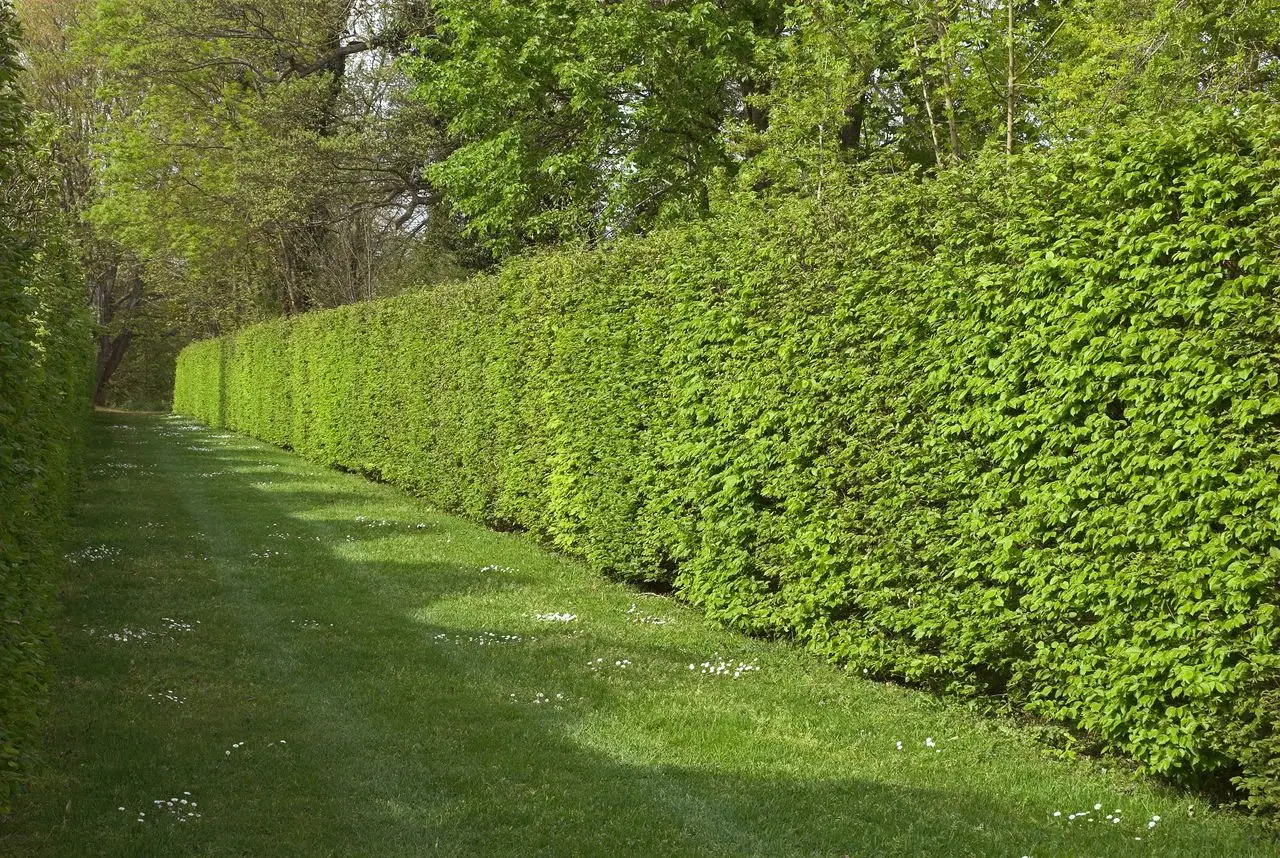 Vuoi una siepe compatta e sempreverde? Scopri la tecnica dei vivaisti per la privacy in giardino Vuoi una siepe compatta e sempreverde? Scopri la tecnica dei vivaisti per la privacy in giardino