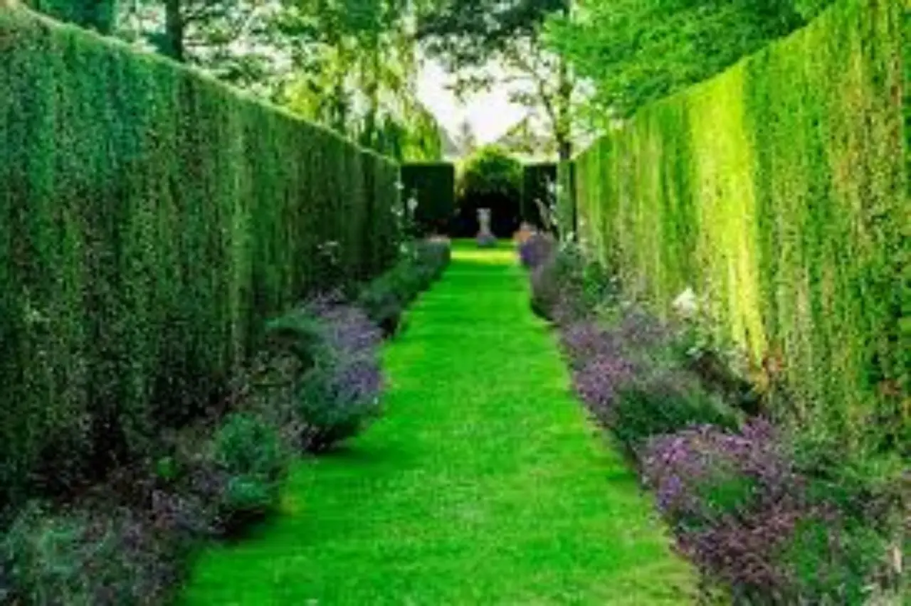 Vuoi una siepe compatta e sempreverde? Scopri la tecnica dei vivaisti per la privacy in giardino Vuoi una siepe compatta e sempreverde? Scopri la tecnica dei vivaisti per la privacy in giardino