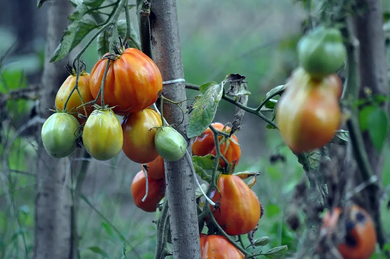 Cosa mettere sotto i pomodori per una raccolta abbondante fino all’autunno: il consiglio degli orticoltori Cosa mettere sotto i pomodori per una raccolta abbondante fino all’autunno: il consiglio degli orticoltori