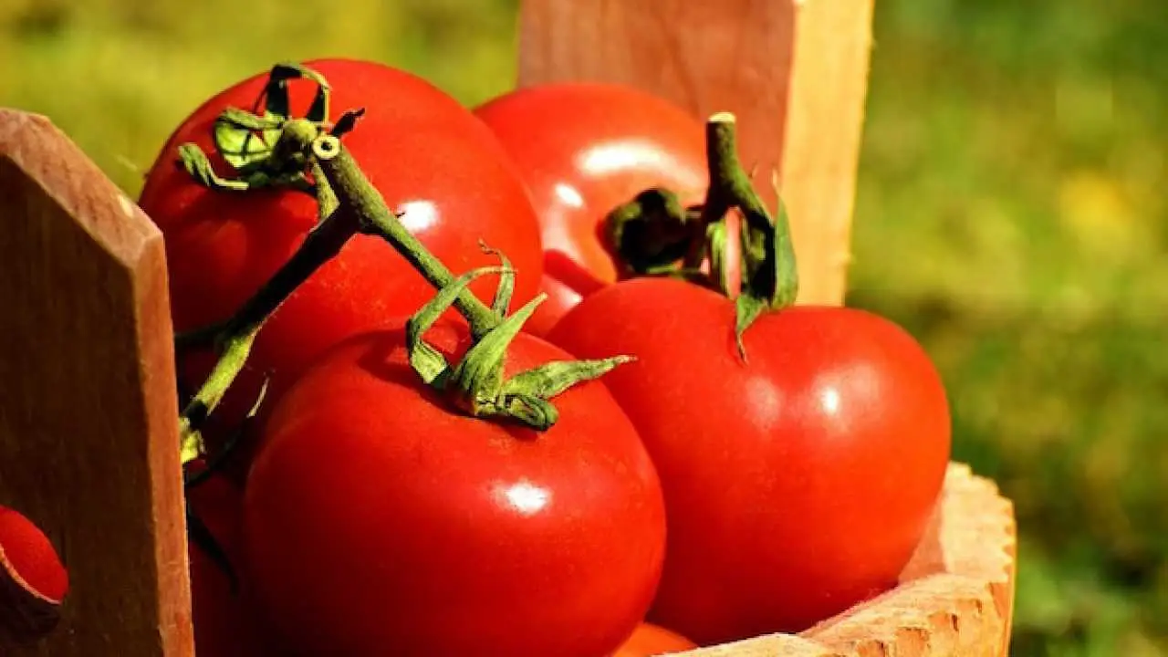 Cosa mettere sotto i pomodori per una raccolta abbondante fino all’autunno: il consiglio degli orticoltori Cosa mettere sotto i pomodori per una raccolta abbondante fino all’autunno: il consiglio degli orticoltori