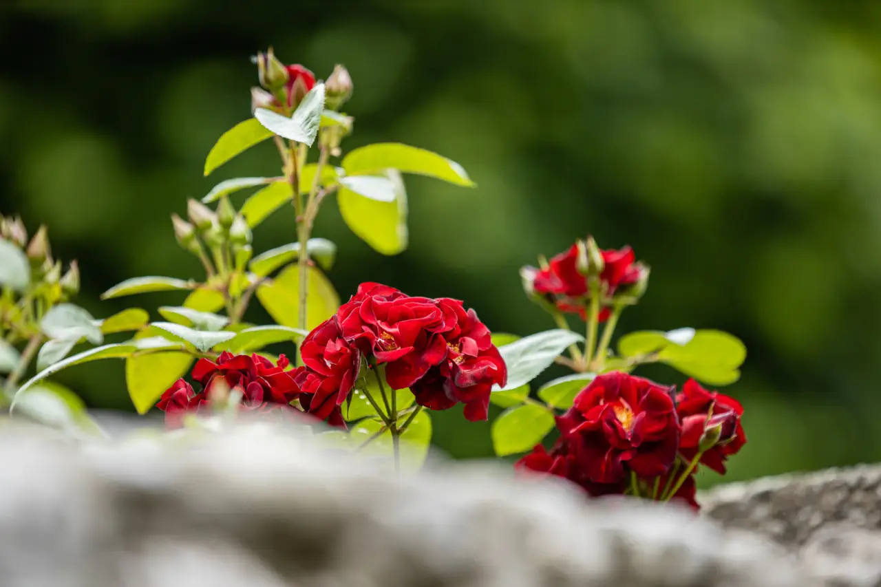 Fiori resistenti al vento estivo: la selezione dei vivaisti per terrazzi a giugno Fiori resistenti al vento estivo: la selezione dei vivaisti per terrazzi a giugno