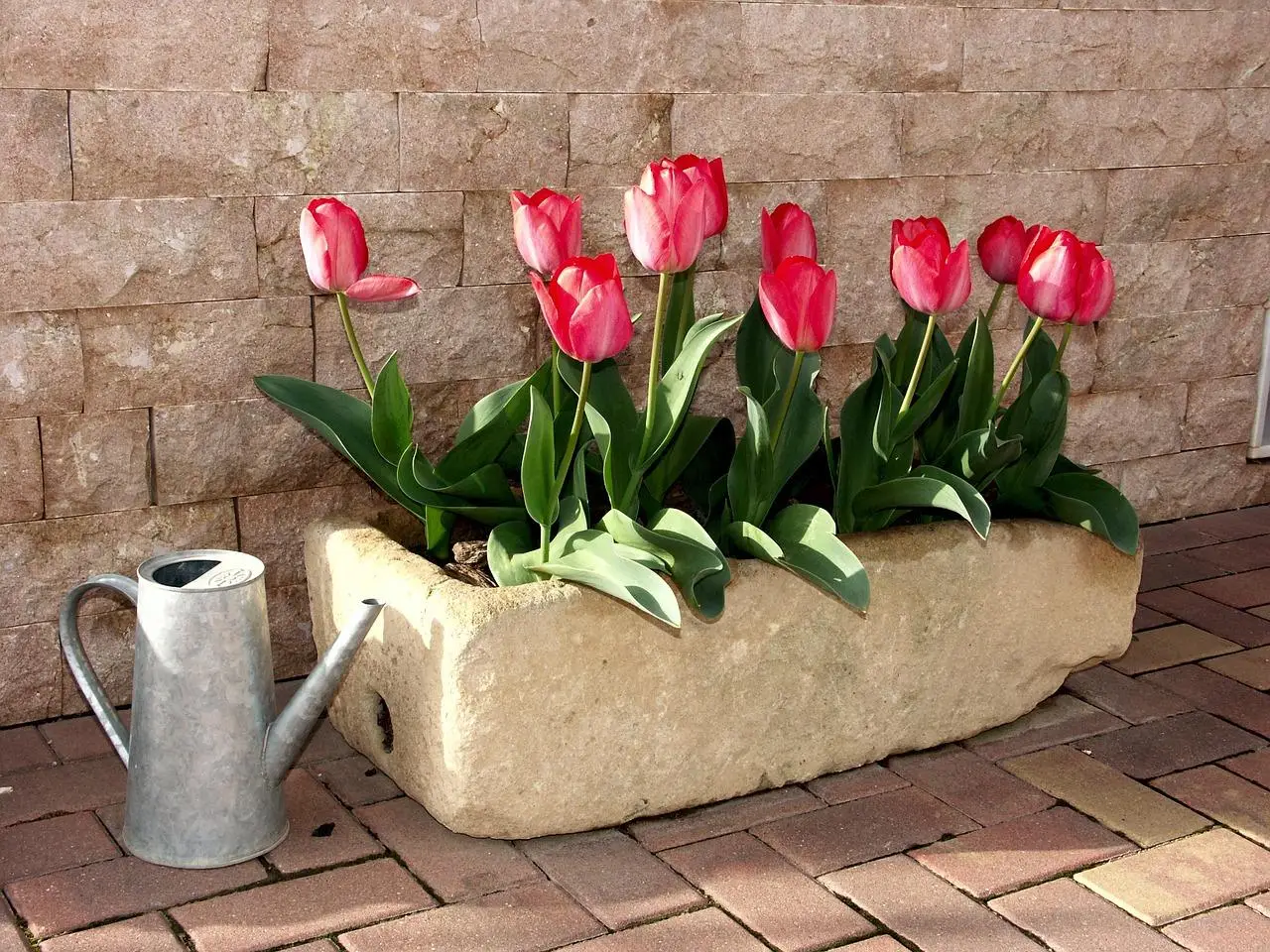 Fiori resistenti al vento estivo: la selezione dei vivaisti per terrazzi a giugno Fiori resistenti al vento estivo: la selezione dei vivaisti per terrazzi a giugno