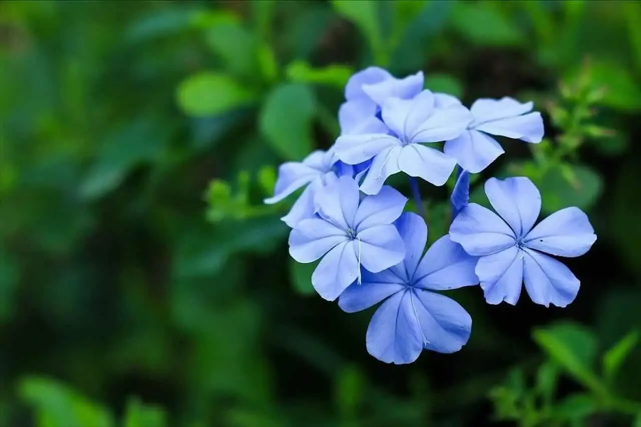Fiori resistenti al vento estivo: la selezione dei vivaisti per terrazzi a giugno Fiori resistenti al vento estivo: la selezione dei vivaisti per terrazzi a giugno