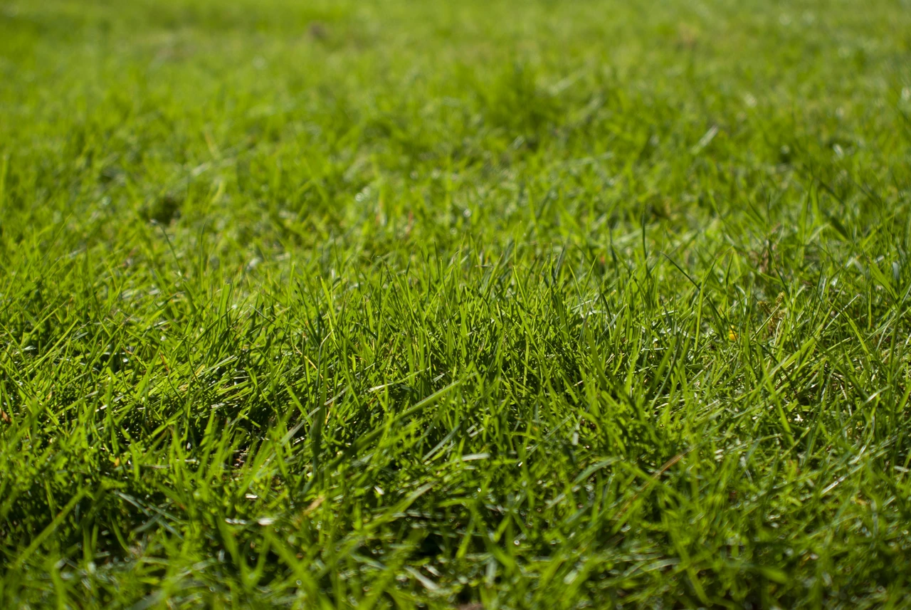 Vuoi un prato verde senza irrigazione? Scopri la strategia della pacciamatura raccomandata dagli agronomi Vuoi un prato verde senza irrigazione? Scopri la strategia della pacciamatura raccomandata dagli agronomi