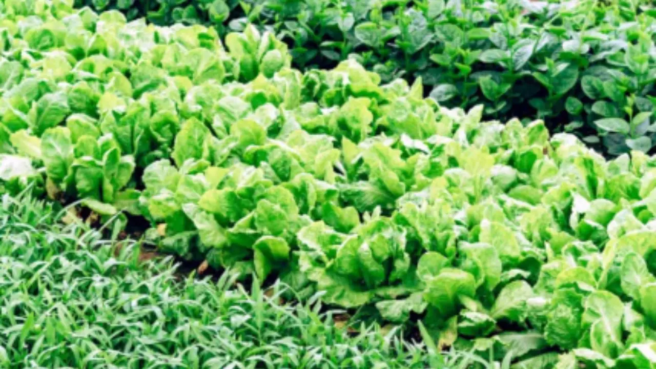 Orto perfetto con un solo ingrediente: il trucco del bicarbonato che allontana tutti i parassiti Orto perfetto con un solo ingrediente: il trucco del bicarbonato che allontana tutti i parassiti