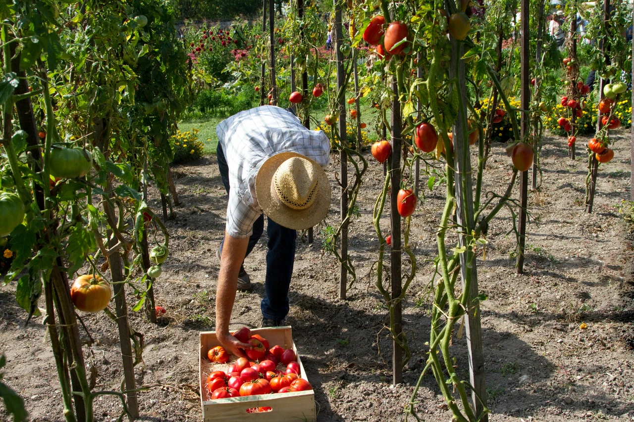 Orto perfetto con un solo ingrediente: il trucco del bicarbonato che allontana tutti i parassiti Orto perfetto con un solo ingrediente: il trucco del bicarbonato che allontana tutti i parassiti