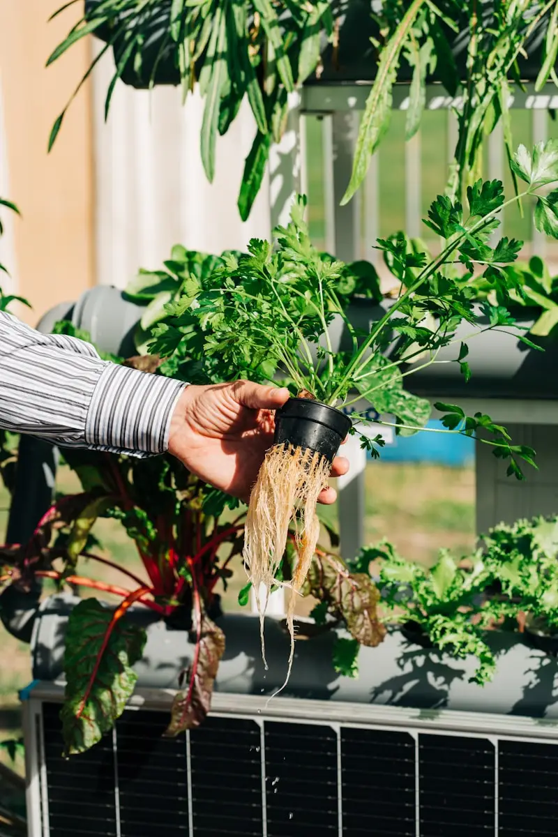 Oasi urbane: come creare il tuo orto idroponico in casa Oasi urbane: come creare il tuo orto idroponico in casa