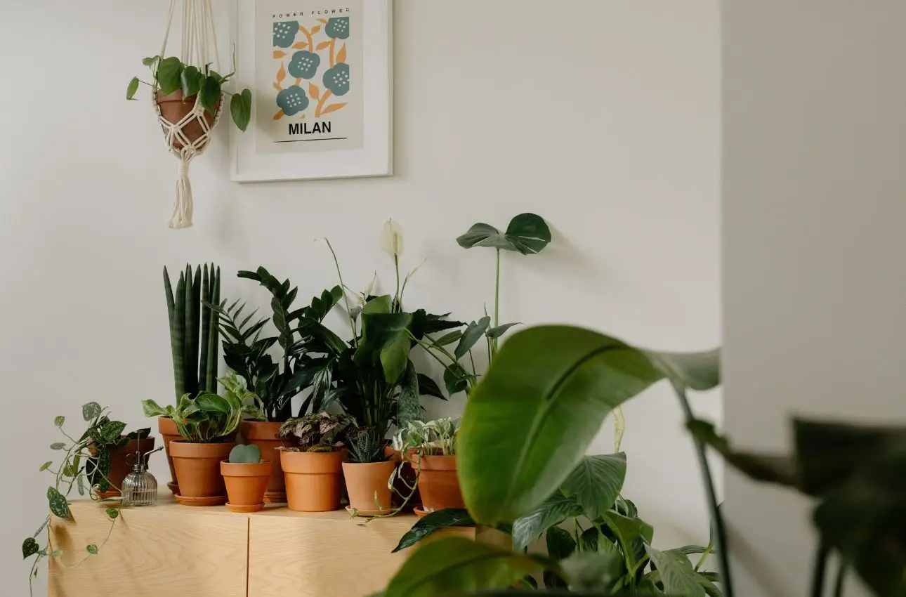 La pianta d’appartamento che rinfresca la casa in estate: la selezione dei biologi vegetali per il 2025 La pianta d’appartamento che rinfresca la casa in estate: la selezione dei biologi vegetali per il 2025