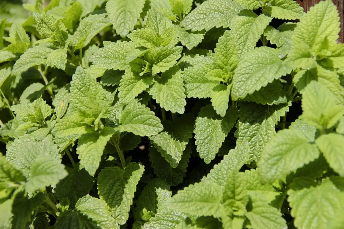 Allerta zanzare in giardino: il rimedio naturale che funziona davvero Allerta zanzare in giardino: il rimedio naturale che funziona davvero