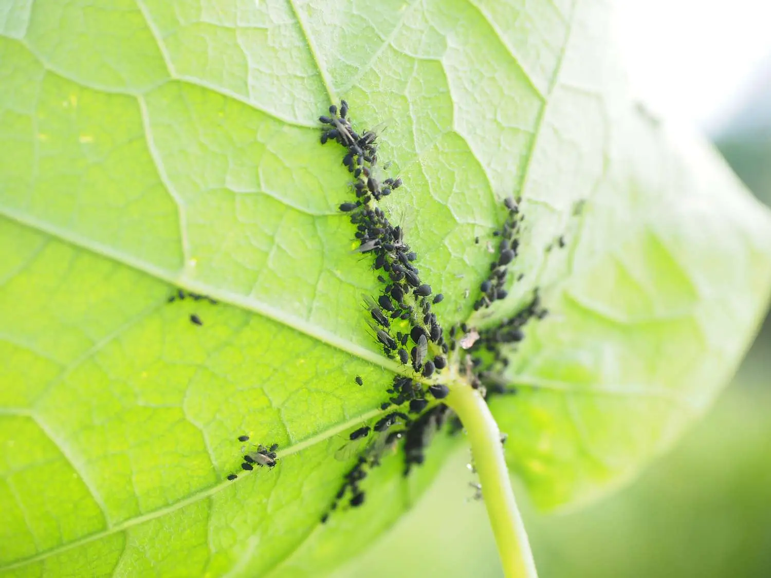 Il rimedio naturale contro formiche e afidi che rovina meno le piante Il rimedio naturale contro formiche e afidi che rovina meno le piante