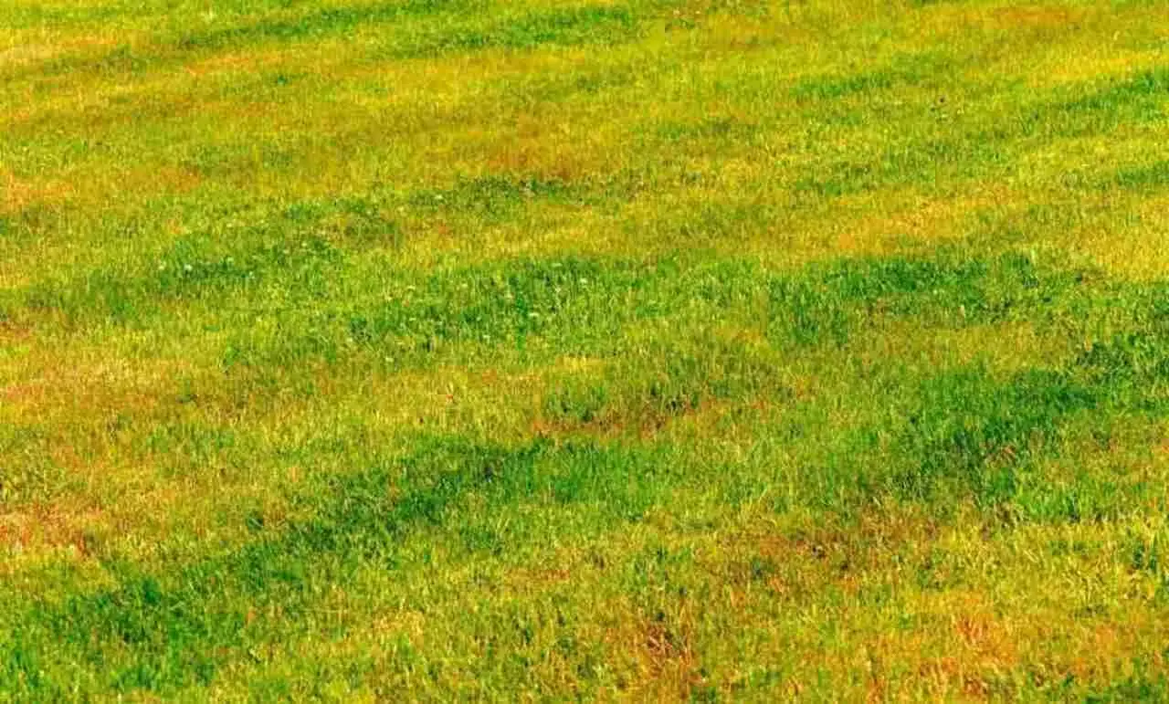 Giardino bruciato dal sole? Il metodo che lo fa tornare verde in pochi giorni Giardino bruciato dal sole? Il metodo che lo fa tornare verde in pochi giorni