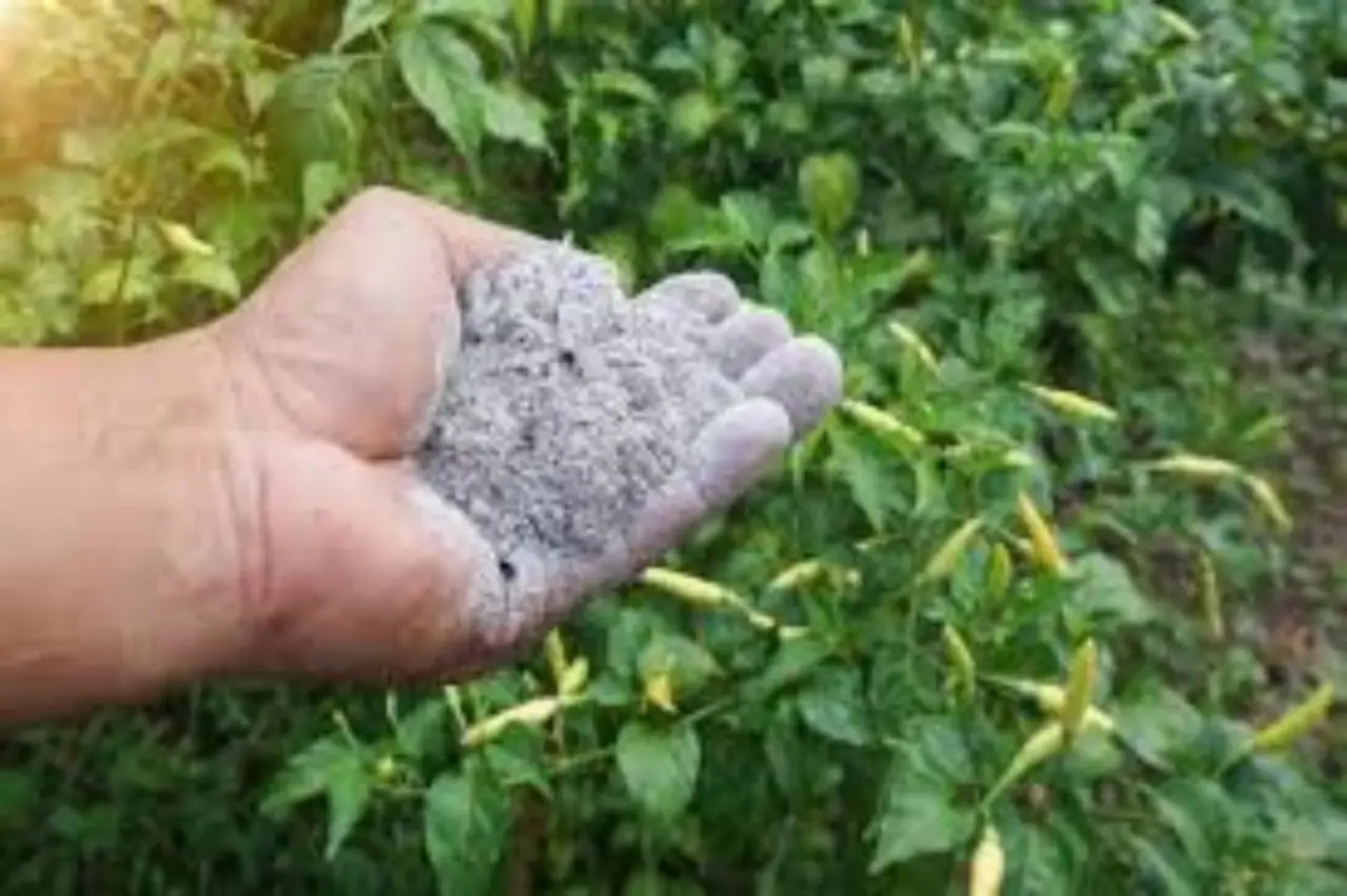 Come usare la cenere di legna per concimare ortaggi estivi: il consiglio degli agronomi per raccolti più sani Come usare la cenere di legna per concimare ortaggi estivi: il consiglio degli agronomi per raccolti più sani