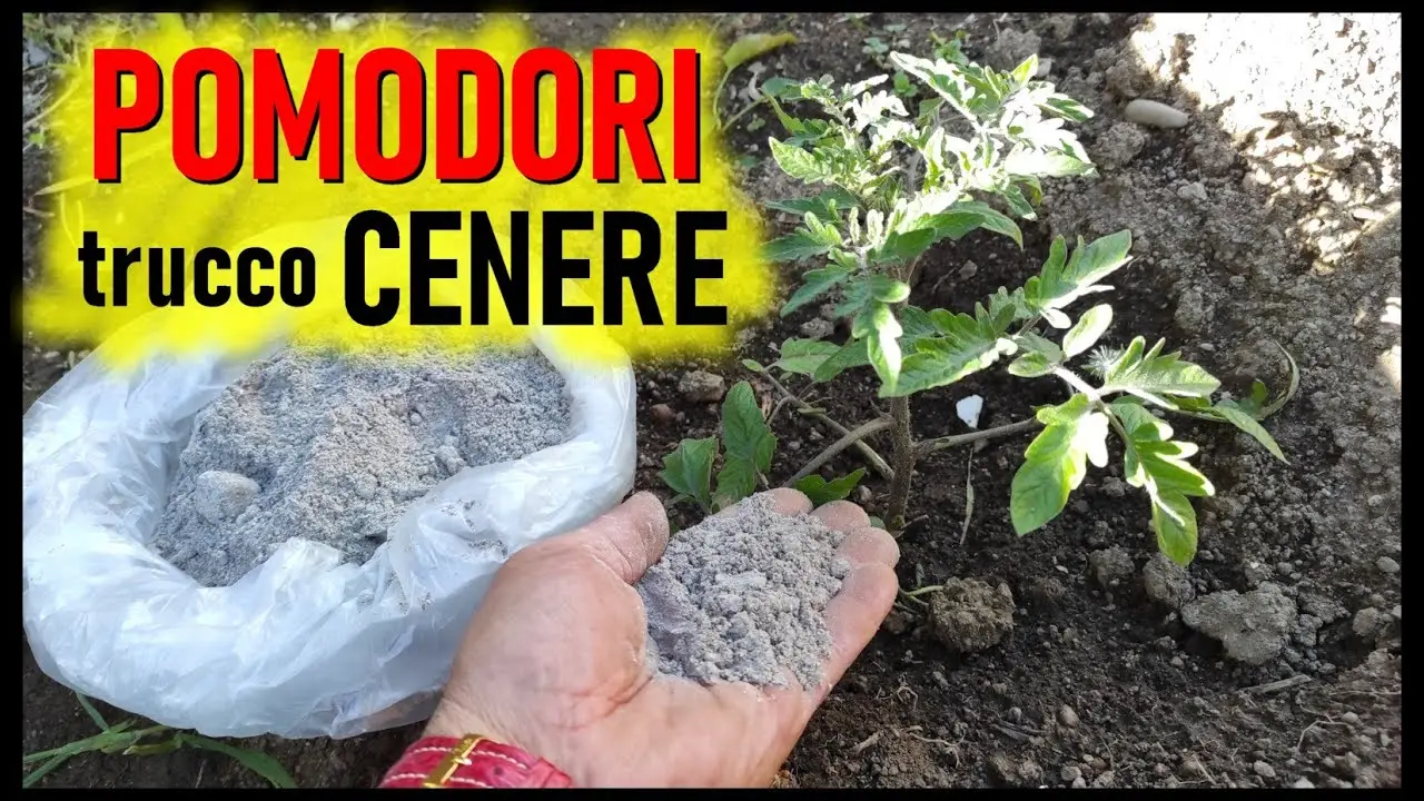 Come usare la cenere di legna per concimare ortaggi estivi: il consiglio degli agronomi per raccolti più sani Come usare la cenere di legna per concimare ortaggi estivi: il consiglio degli agronomi per raccolti più sani