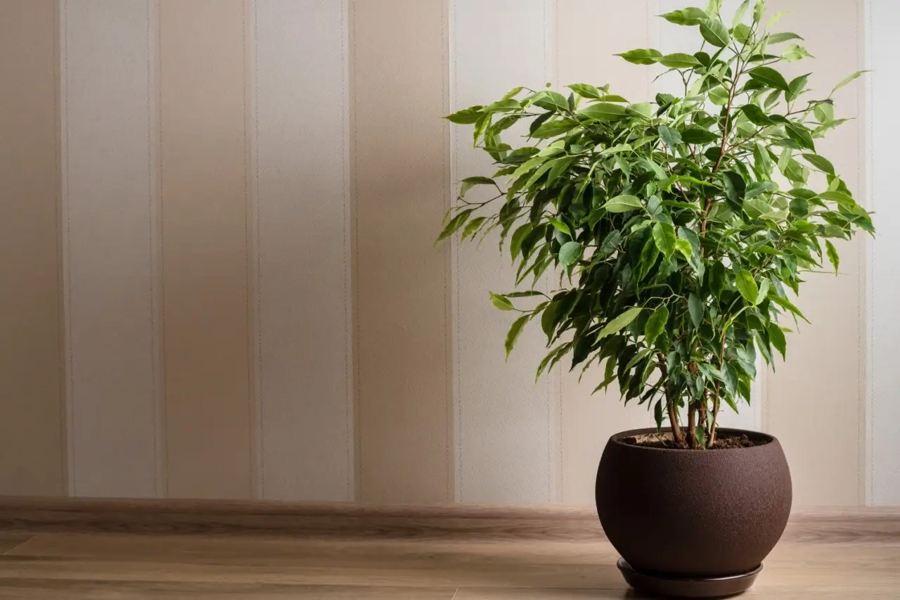 Vuoi una casa fresca in estate? Prova queste piante d’appartamento che purificano l’aria secondo i botanici Vuoi una casa fresca in estate? Prova queste piante d’appartamento che purificano l’aria secondo i botanici