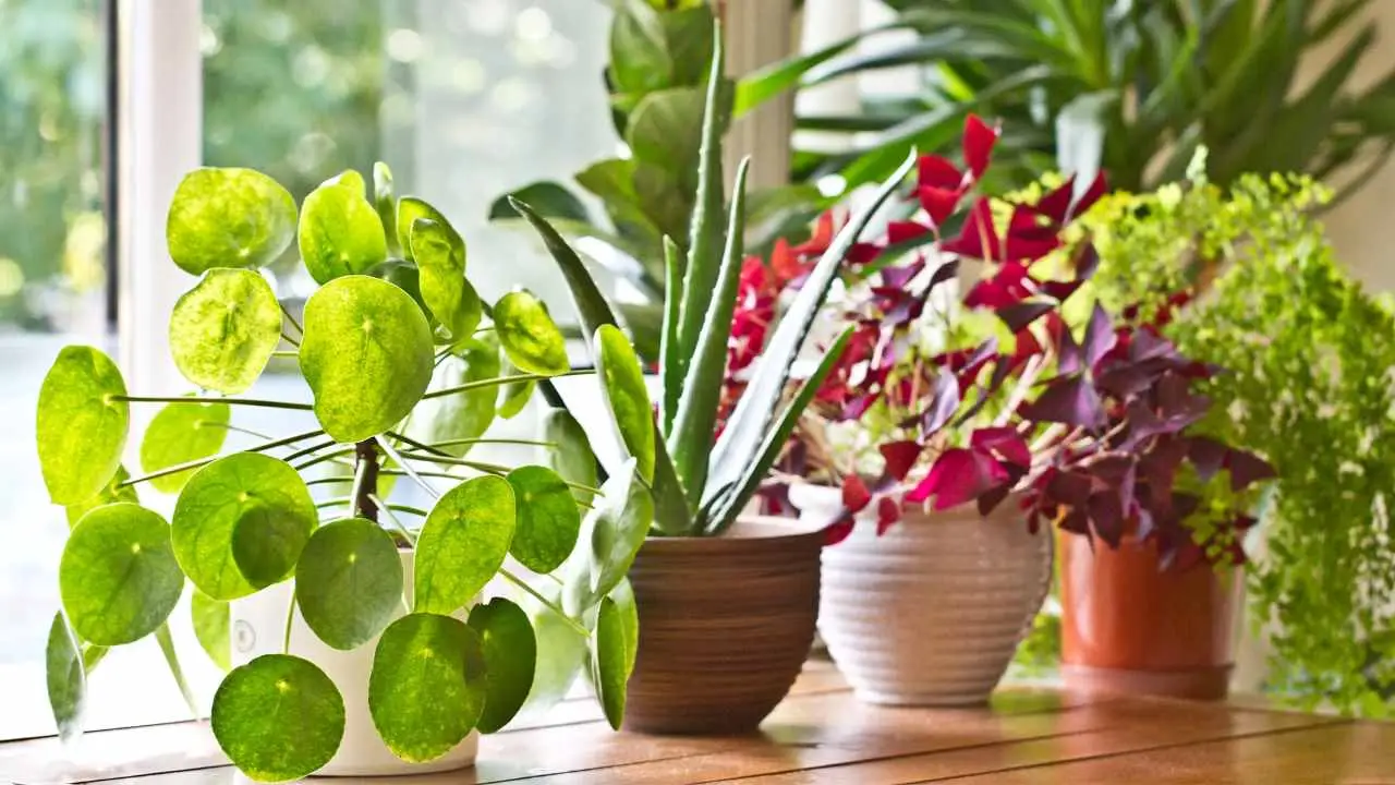 Vuoi una casa fresca in estate? Prova queste piante d’appartamento che purificano l’aria secondo i botanici Vuoi una casa fresca in estate? Prova queste piante d’appartamento che purificano l’aria secondo i botanici