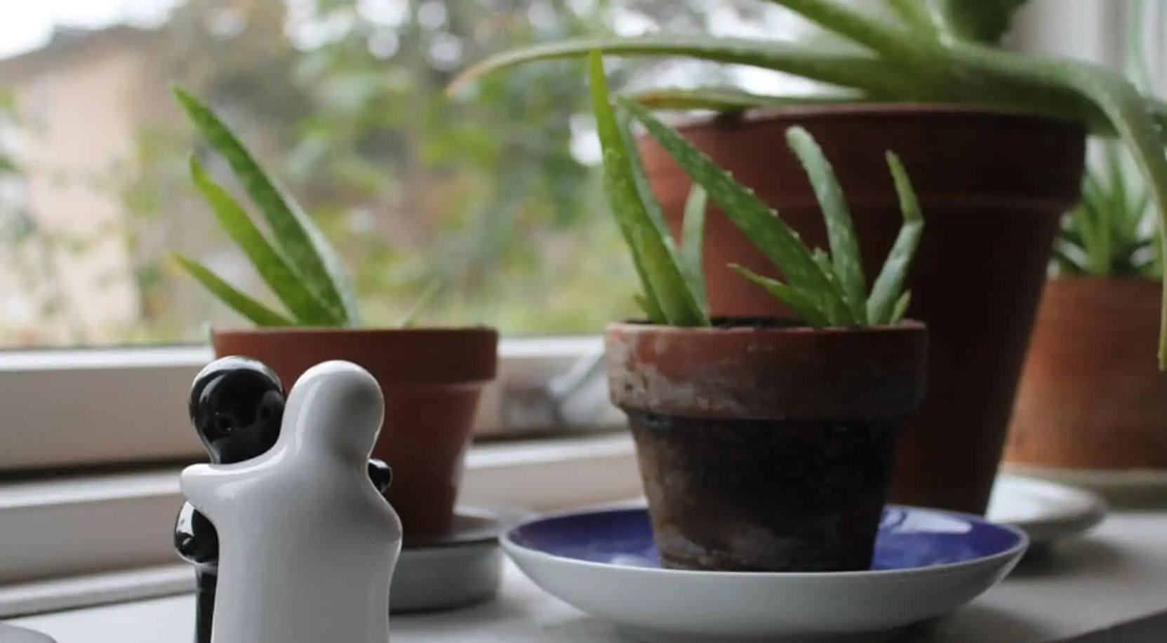 Vuoi una casa fresca in estate? Prova queste piante d’appartamento che purificano l’aria secondo i botanici Vuoi una casa fresca in estate? Prova queste piante d’appartamento che purificano l’aria secondo i botanici