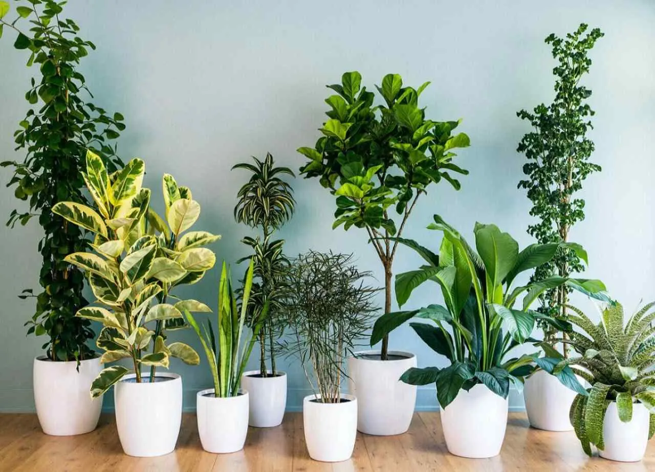 Vuoi una casa fresca in estate? Prova queste piante d’appartamento che purificano l’aria secondo i botanici Vuoi una casa fresca in estate? Prova queste piante d’appartamento che purificano l’aria secondo i botanici