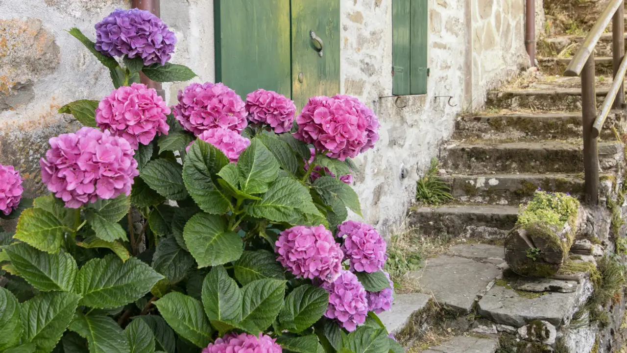 Come proteggere le ortensie dal vento: il trucco dei vivaisti per fioriture senza danni a giugno Come proteggere le ortensie dal vento: il trucco dei vivaisti per fioriture senza danni a giugno