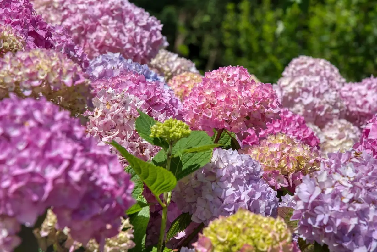 Come proteggere le ortensie dal vento: il trucco dei vivaisti per fioriture senza danni a giugno Come proteggere le ortensie dal vento: il trucco dei vivaisti per fioriture senza danni a giugno