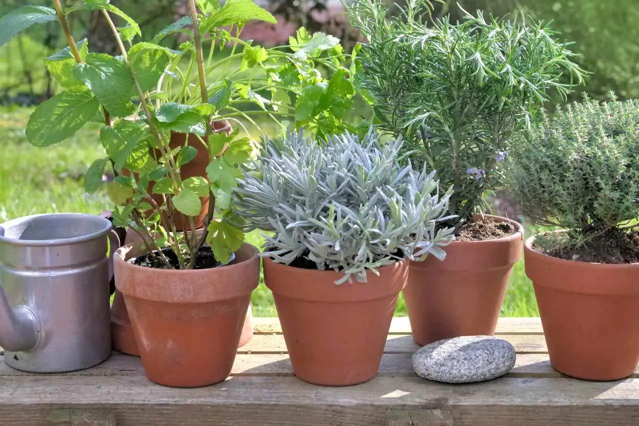 Scopri il metodo naturale per eliminare la muffa dai vasi in estate: la soluzione dei botanici per balconi sani Scopri il metodo naturale per eliminare la muffa dai vasi in estate: la soluzione dei botanici per balconi sani