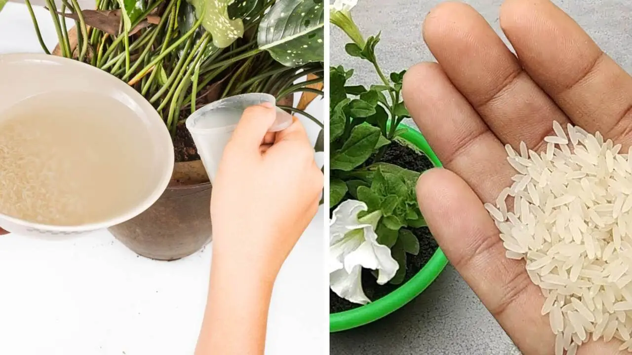 Scopri il metodo naturale per eliminare la muffa dai vasi in estate: la soluzione dei botanici per balconi sani Scopri il metodo naturale per eliminare la muffa dai vasi in estate: la soluzione dei botanici per balconi sani