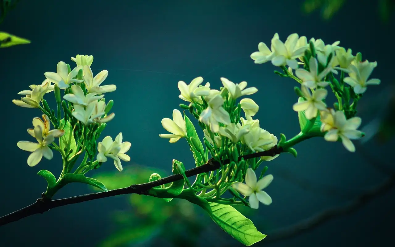 Fiori notturni per terrazzi profumati: scegli queste varietà che sbocciano da giugno secondo i paesaggisti Fiori notturni per terrazzi profumati: scegli queste varietà che sbocciano da giugno secondo i paesaggisti