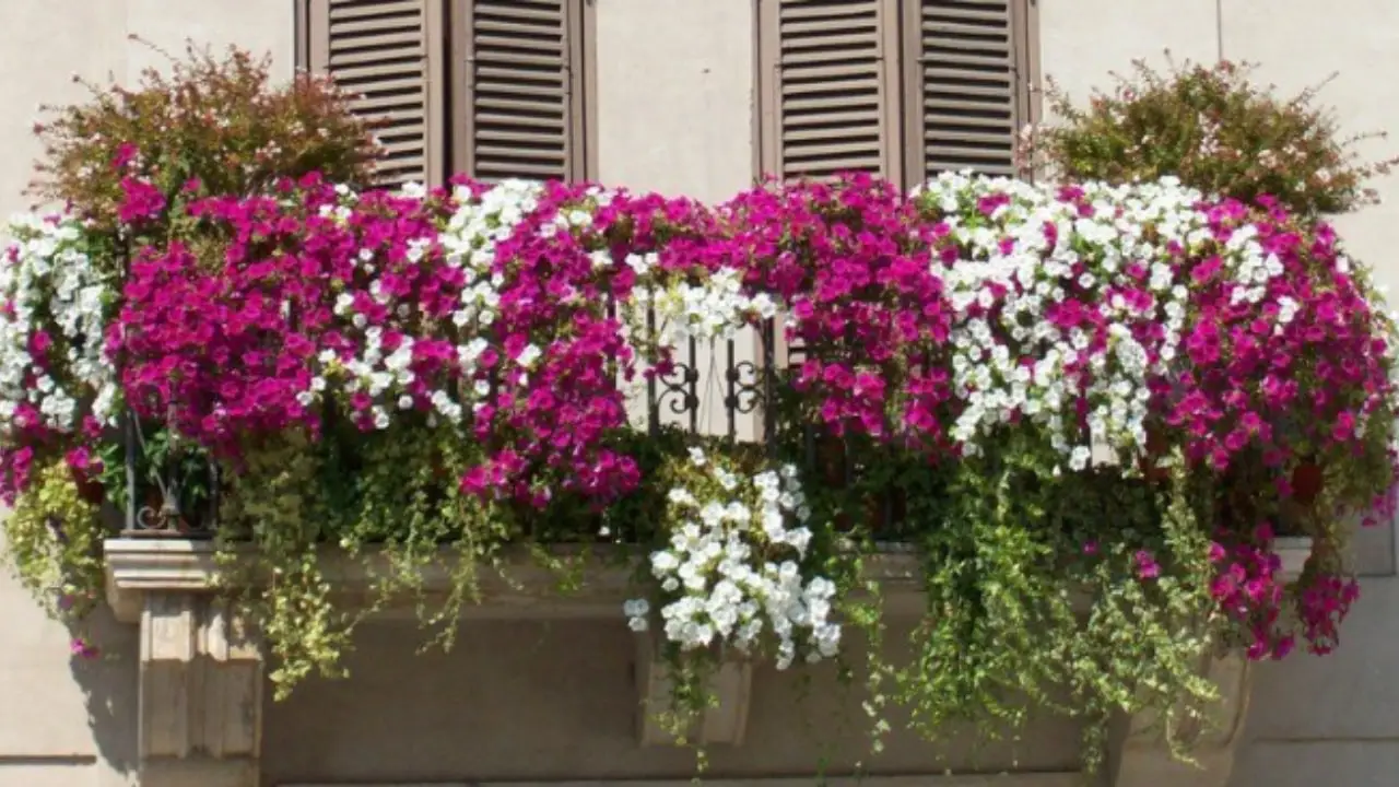Fiori notturni per terrazzi profumati: scegli queste varietà che sbocciano da giugno secondo i paesaggisti Fiori notturni per terrazzi profumati: scegli queste varietà che sbocciano da giugno secondo i paesaggisti