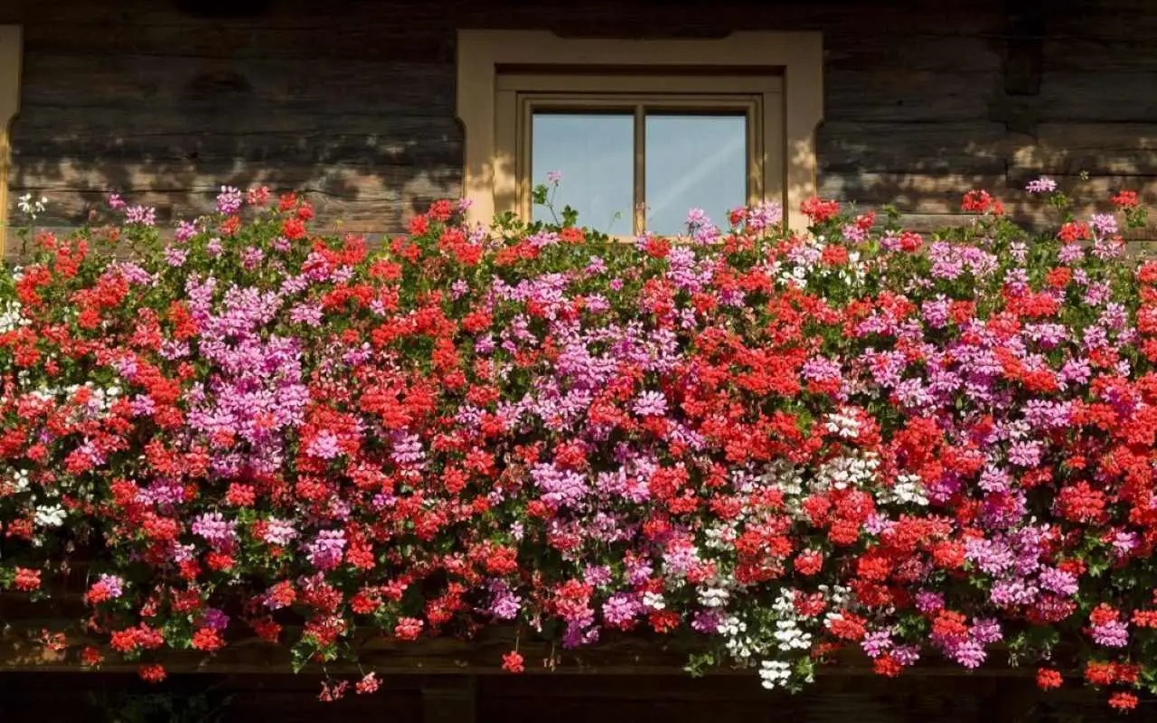 Fiori notturni per terrazzi profumati: scegli queste varietà che sbocciano da giugno secondo i paesaggisti Fiori notturni per terrazzi profumati: scegli queste varietà che sbocciano da giugno secondo i paesaggisti