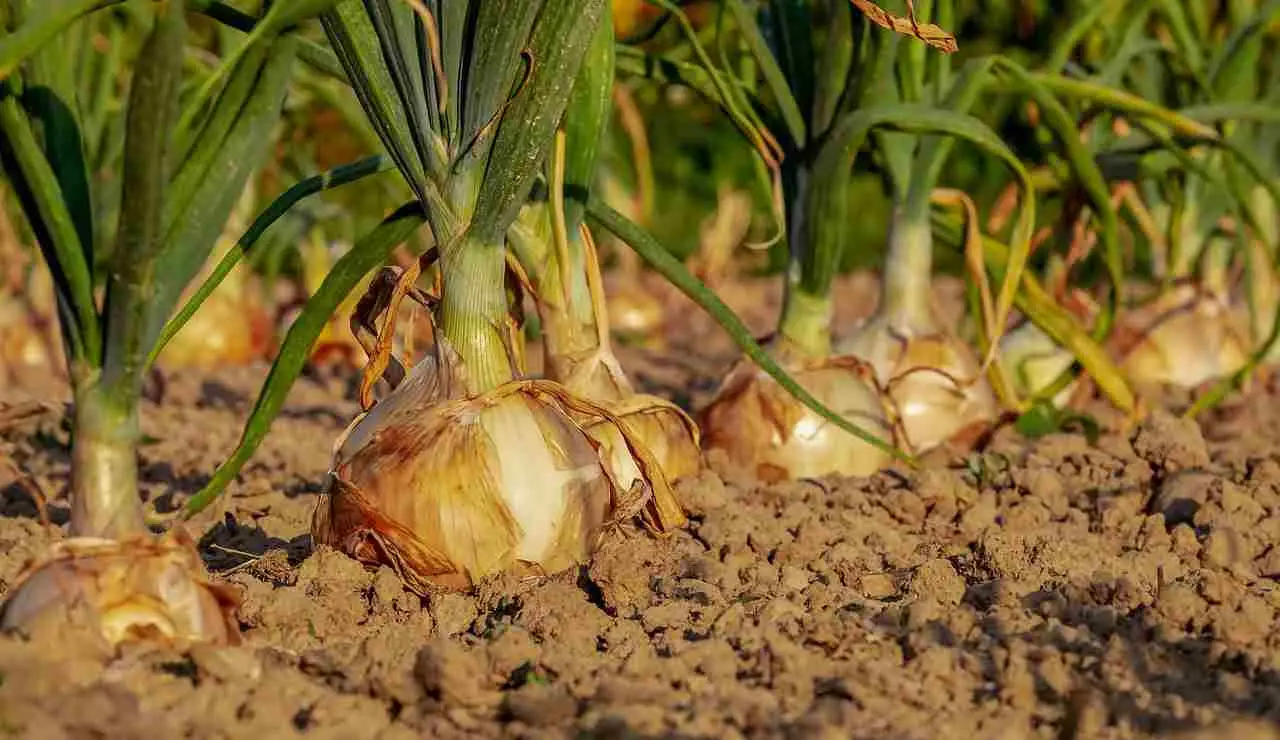 Come ottenere cipolle dolci e croccanti: il segreto degli orticoltori per la semina di giugno Come ottenere cipolle dolci e croccanti: il segreto degli orticoltori per la semina di giugno