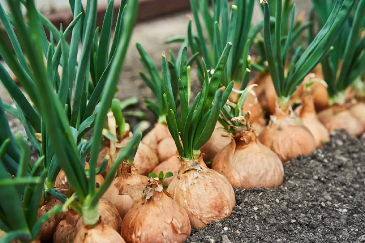 Come ottenere cipolle dolci e croccanti: il segreto degli orticoltori per la semina di giugno Come ottenere cipolle dolci e croccanti: il segreto degli orticoltori per la semina di giugno