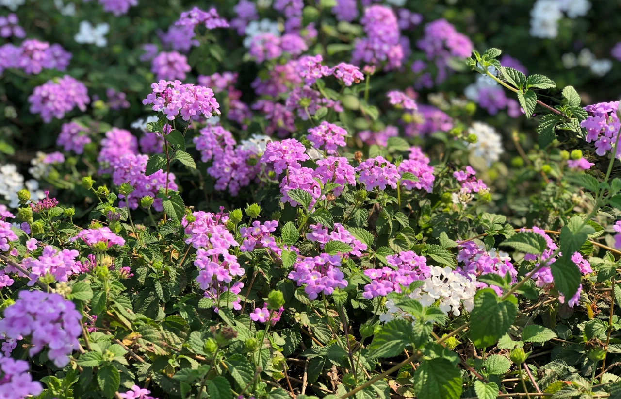 Il trucco dei vivaisti per una bordura colorata e resistente al caldo: quali piante scegliere quest’estate Il trucco dei vivaisti per una bordura colorata e resistente al caldo: quali piante scegliere quest’estate