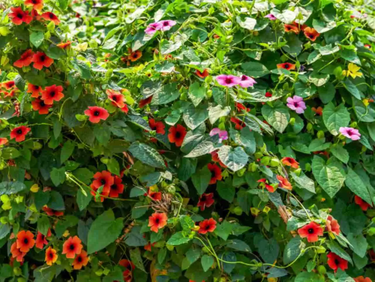 Il trucco dei vivaisti per una bordura colorata e resistente al caldo: quali piante scegliere quest’estate Il trucco dei vivaisti per una bordura colorata e resistente al caldo: quali piante scegliere quest’estate