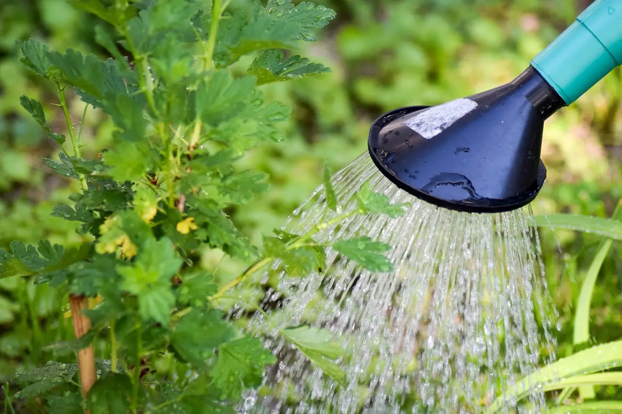 Come irrigare il giardino in estate senza sprecare acqua: il metodo più efficace Come irrigare il giardino in estate senza sprecare acqua: il metodo più efficace