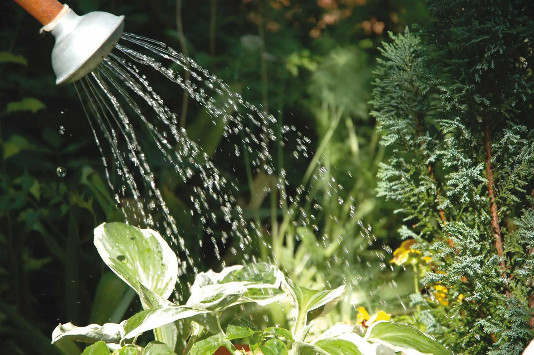 Come irrigare il giardino in estate senza sprecare acqua: il metodo più efficace Come irrigare il giardino in estate senza sprecare acqua: il metodo più efficace