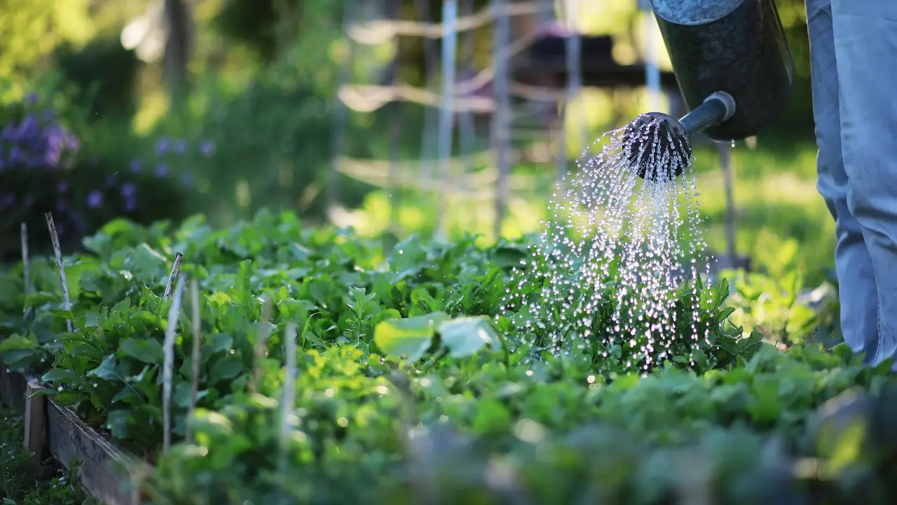 Come irrigare il giardino in estate senza sprecare acqua: il metodo più efficace Come irrigare il giardino in estate senza sprecare acqua: il metodo più efficace