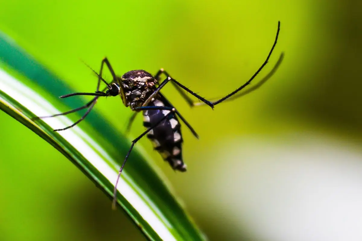 Allerta zanzare in giardino: il rimedio naturale che funziona davvero Allerta zanzare in giardino: il rimedio naturale che funziona davvero